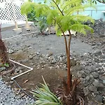 Ohana Hale