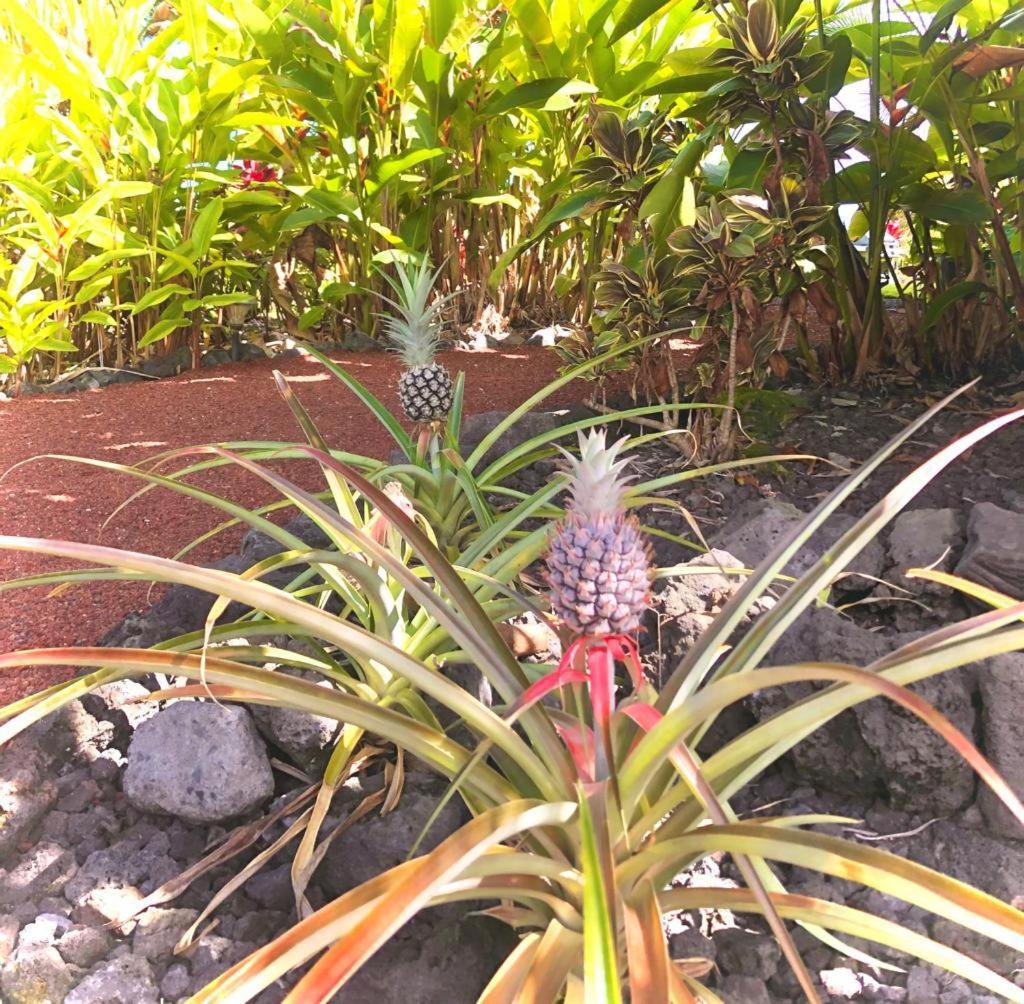 Guest house Oceanview Modern Cozy 3 Bed House *
