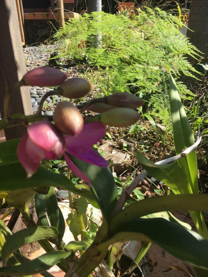 Guest house Holualoa