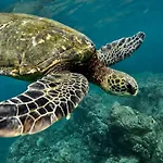 Your Hawaiian Tropical Garden View Studio - Kona Islander Inn Condos Condo