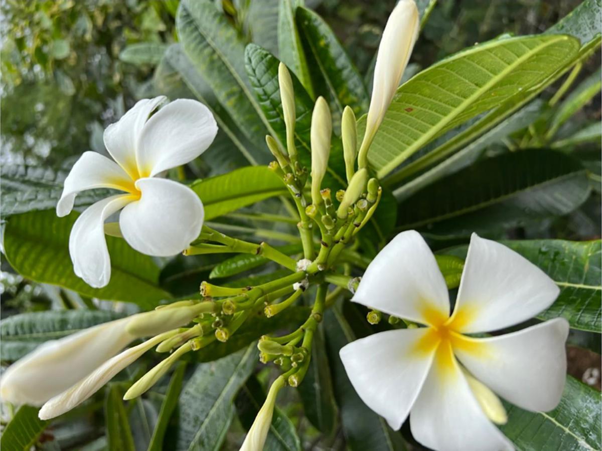 Homestay Kona Magic Ali'i - Floor Views, Pool, Beach, Sunsets *