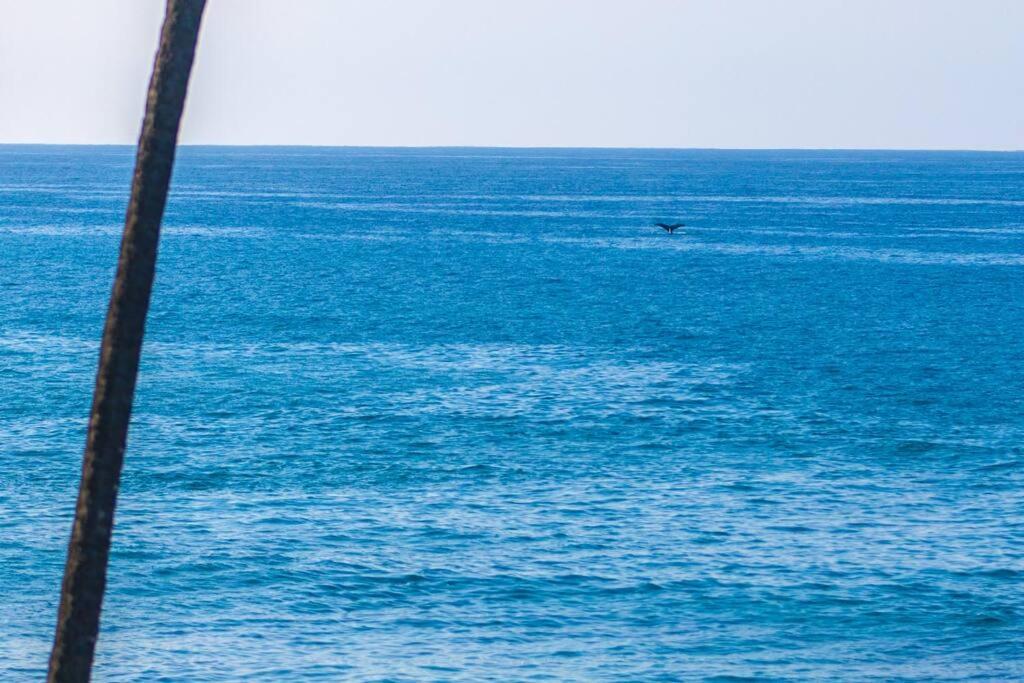Ocean View Condo, Stunning Views! - Kona Reef E-22 By Casago Kona *