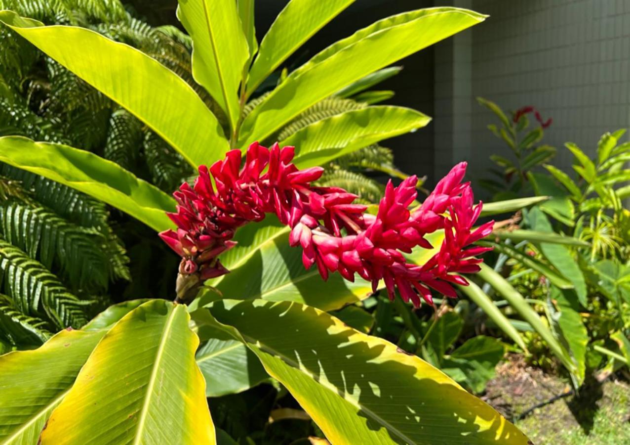 Homestay Kona Magic Ali'i - Floor Views, Pool, Beach, Sunsets