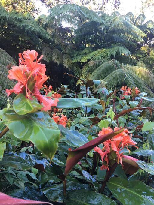 Apartment Private And Quiet Guest In Hawaii Cloud Forest *