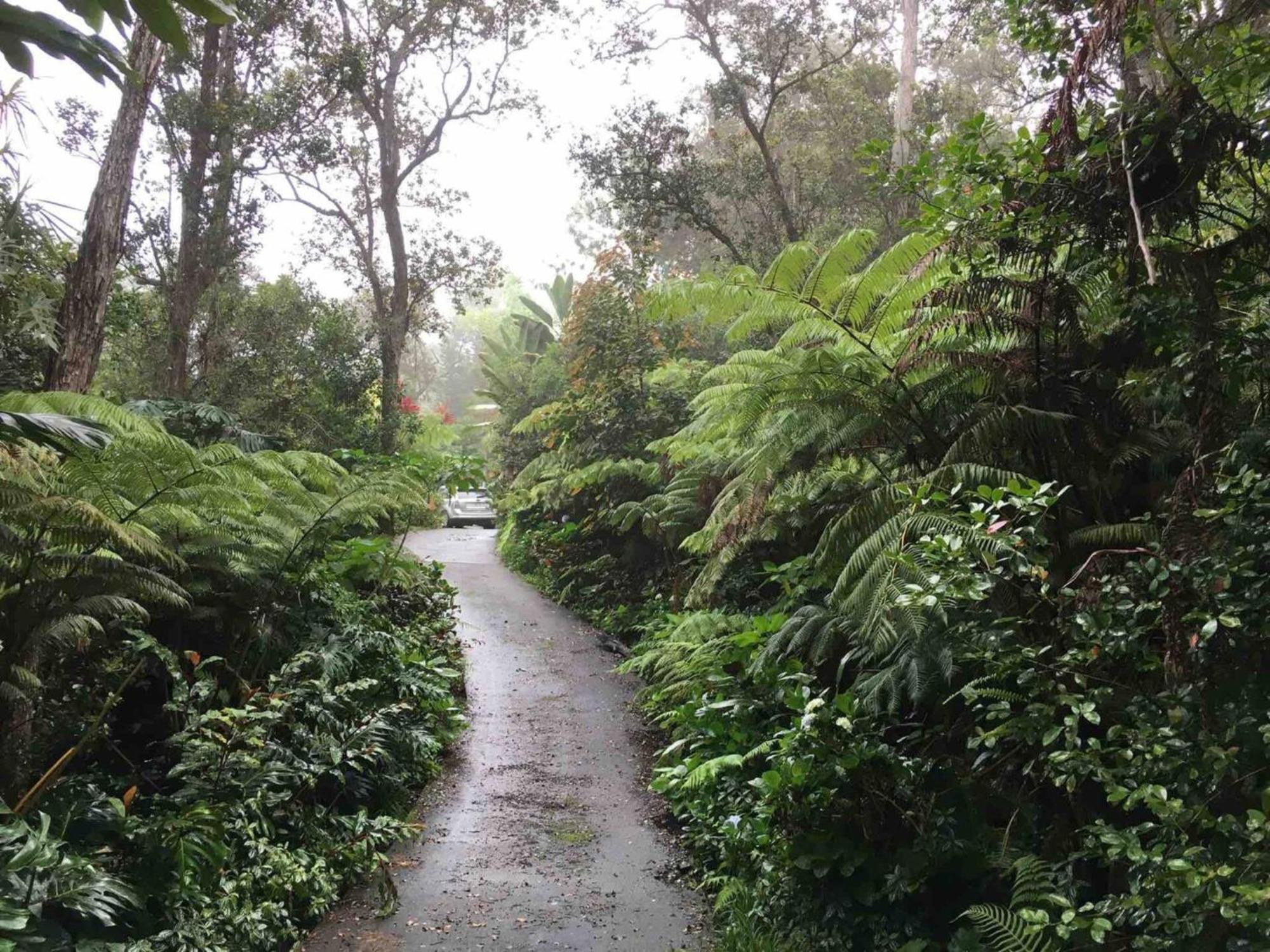 Peaceful Sanctuary In Hawaiian Cloud Forest