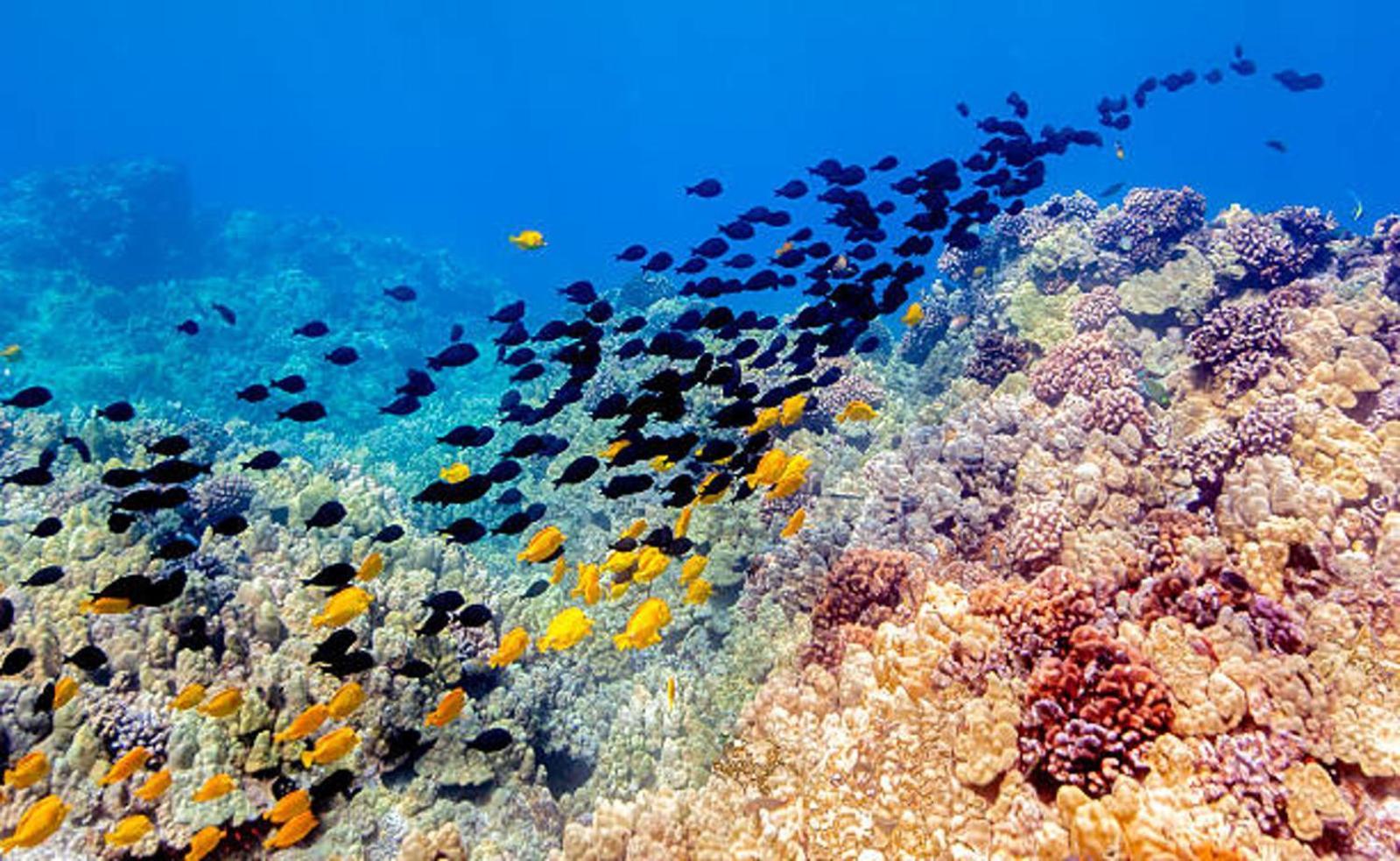 Kona Reef Timeshare Resort