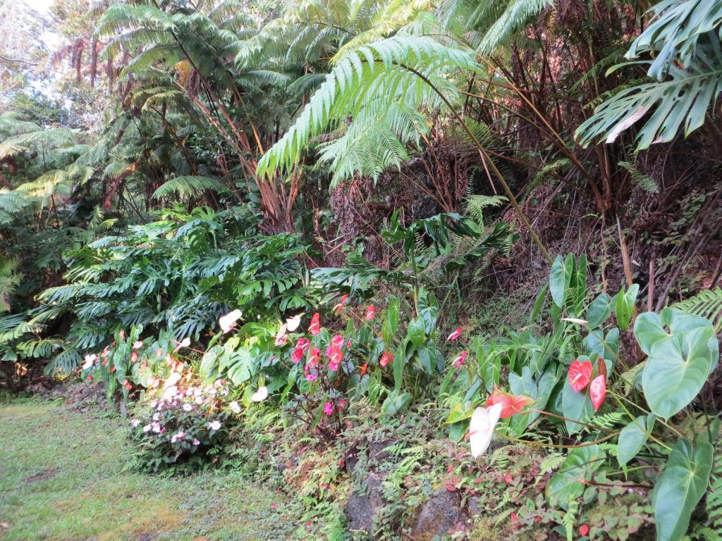 Carson'S Kaloko Mountain Cabin Kailua-Kona