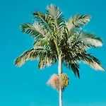 4Br Rainforest Oasis In Kona\'S Garden Of Eden