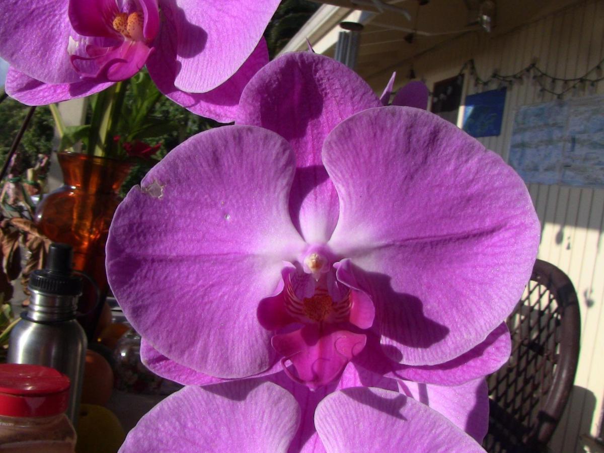 Guest house Kona Hawaii A Unique Hawaii Experience Keauhou