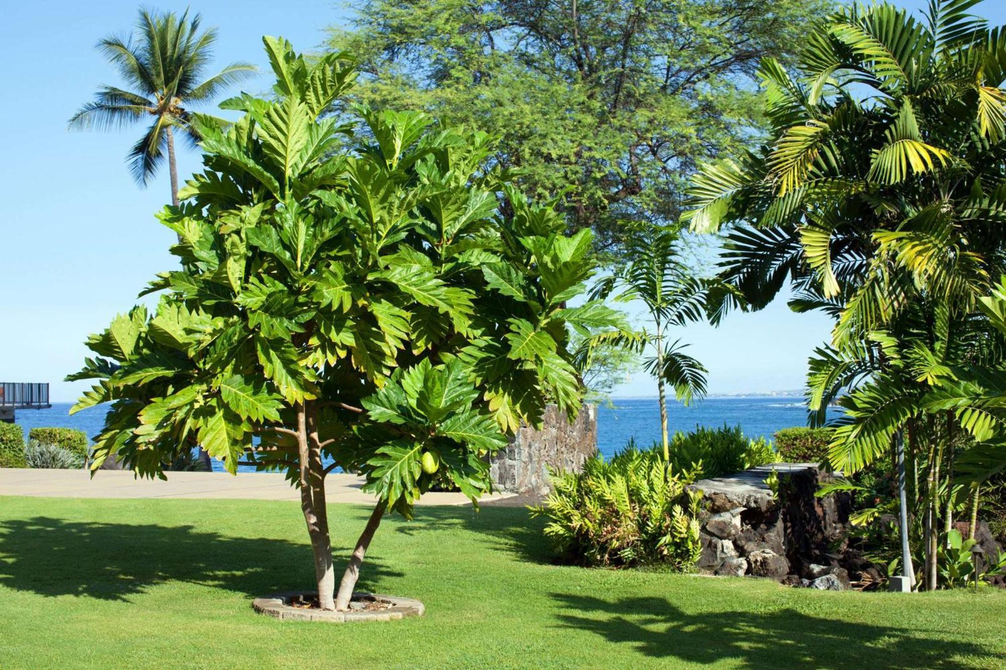Resort Outrigger Kona And Kailua-Kona