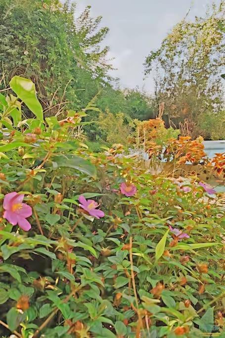 4br Rainforest Oasis In Kona's Garden Of Eden *