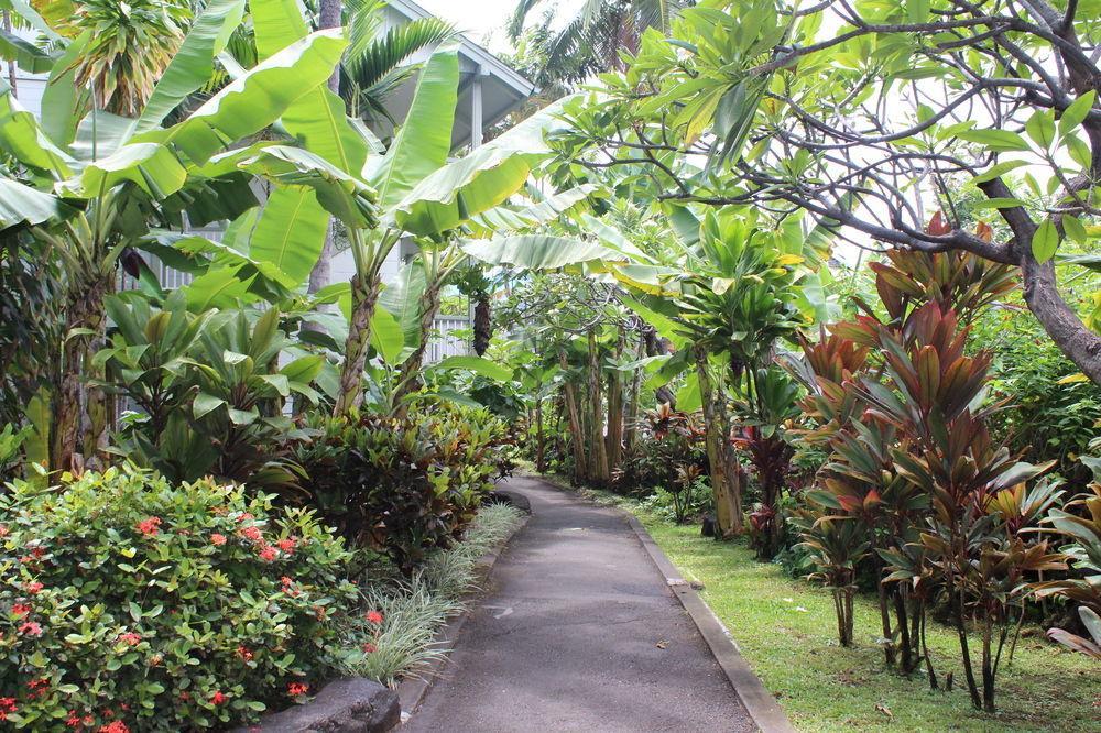 Kona Islander *