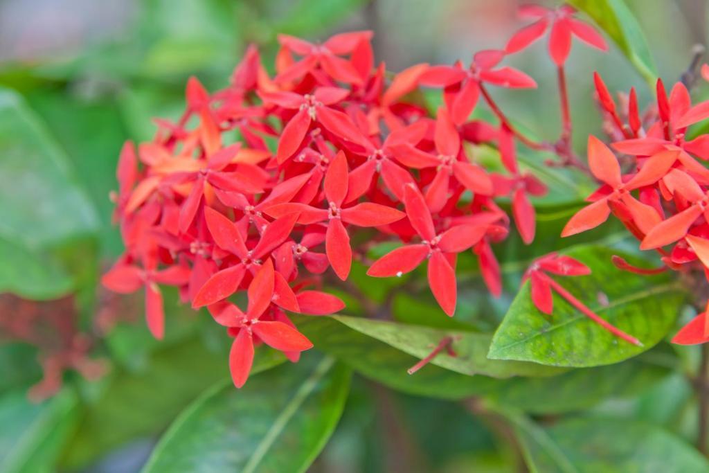 Guest house Kona Hawaii A Unique Hawaii Experience