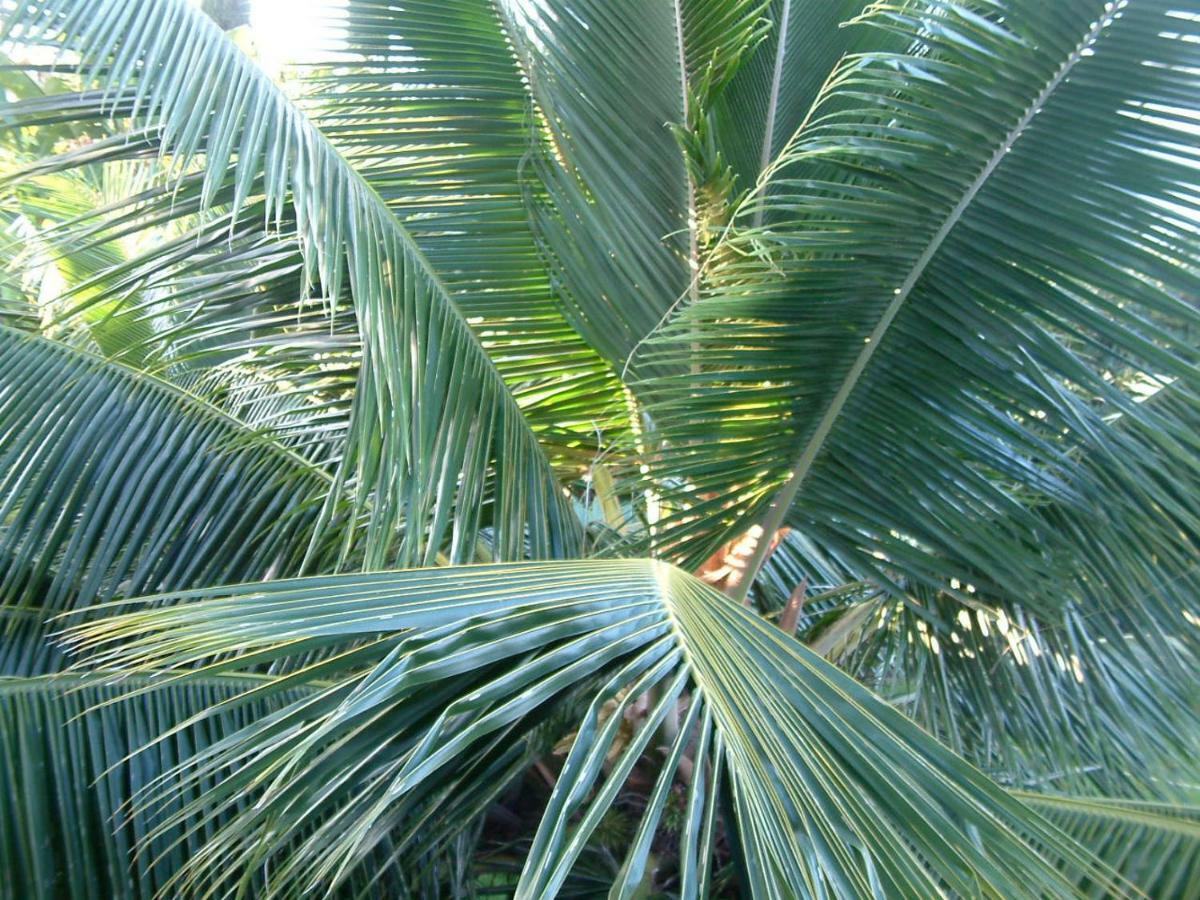 The Great Kona Escape * Kailua-Kona